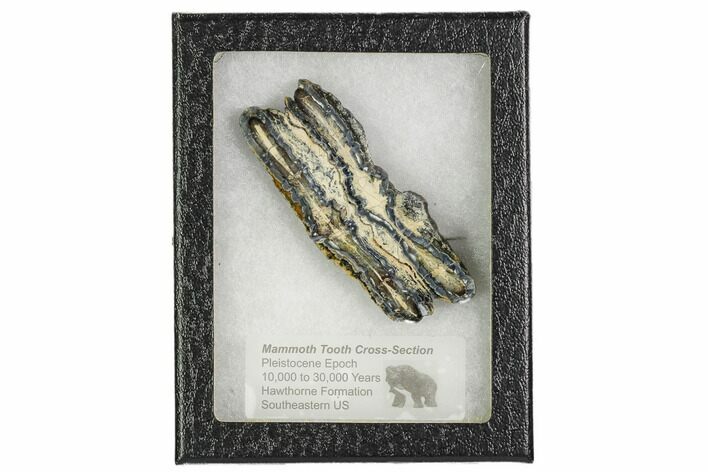 Mammoth Molar Slice With Case - South Carolina #106545